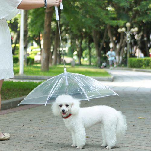 Paraguas para mascotas